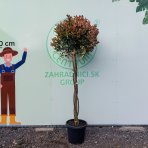 Červienka Fraserova (Photinia × fraseri) ´COMPACTA´ - 200-220 cm, kont. C35L - VIACKMENNÝ, PLETENÝ KMEŇ